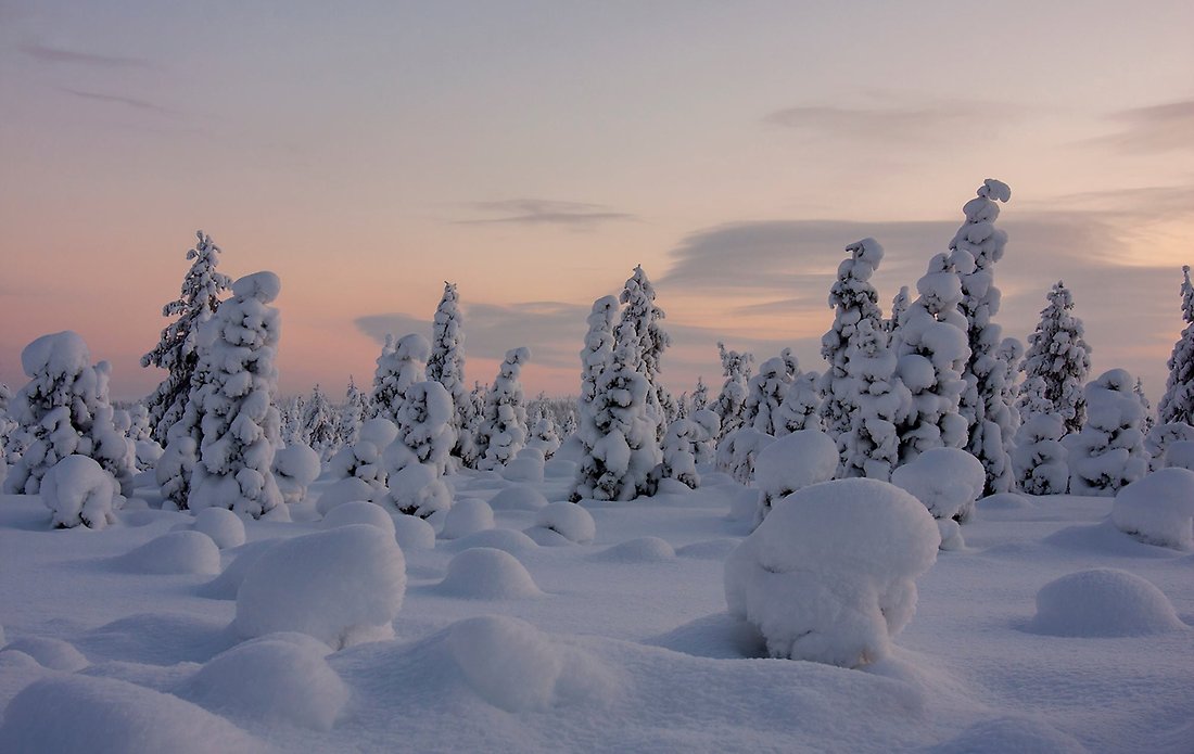 Kaldt vinterlandskap